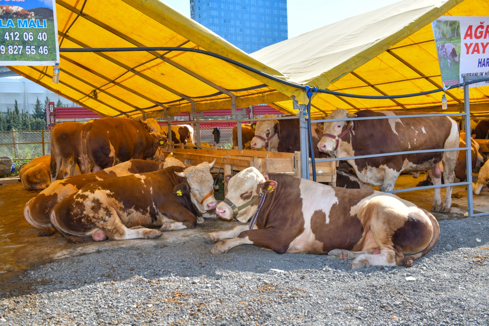Esenyurt’ta Kurban Satış ve Kesim Alanı Hazır